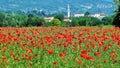 A thousand of red poppies