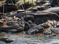 Thousand Shiva lingas are carved on rocks in the river Shalmali and on its banks Royalty Free Stock Photo