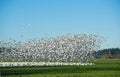 Thousand sof White Trumpeter Swan flock in winter Royalty Free Stock Photo