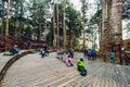 Thousand year cypress with tourist in waiting area in Alishan National Forest Recreation Area in winter in Chiayi County, Alishan