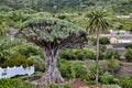 Thousand year old dragon tree - Drago Milenario, Tenerife Royalty Free Stock Photo