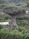 Thousand-year-old dragon tree Royalty Free Stock Photo