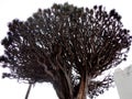 Thousand-year-old Dragon Tree, Tenerife, Canary Islands, Spain Royalty Free Stock Photo