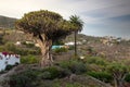 The thousand year old dragon tree of Tenerife in the middle of a small palm park. Royalty Free Stock Photo