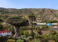 The thousand year old dragon tree of Tenerife in sunshine and blue skies. Royalty Free Stock Photo