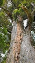 Thousand Year Old Mills Totara Tree at Peel Forest NZ Royalty Free Stock Photo