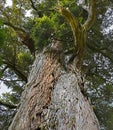 Thousand Year Old Mills Totara Tree at Peel Forest, NZ Royalty Free Stock Photo