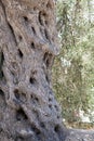 Old olive tree Royalty Free Stock Photo