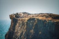 Thousands of birds breed on rock on Oregon Coast