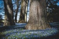 Thousands of Blue Carpet Phlox blooms cover the ground at a park surrounding the trees with beautiful blue and white color.