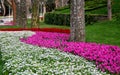 Bright pink and red tulips with snow-white chamomiles in the foreground in Istanbul, Turkey Royalty Free Stock Photo