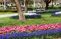 Thousands of bright pink and white tulips with blue flowers planted in Goztepe Park in Istanbul, Turkey Royalty Free Stock Photo