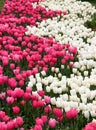 Thousands of bright pink and white tulips in full bloom in Goztepe Park during the annual Tulip Festival in Istanbul Royalty Free Stock Photo