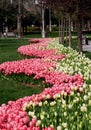 Thousands of bright pink and white tulips in full bloom in Goztepe Park during the annual Tulip Festival in Istanbul, Turkey Royalty Free Stock Photo