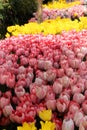 Thousands of bright pink and yellow tulips close-up at Goztepe Park in Istanbul, Turkey Royalty Free Stock Photo