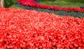 Thousands of bright red and pink tulips close-up at Goztepe Park in Istanbul, Turkey Royalty Free Stock Photo