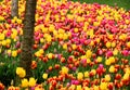 Thousands of bright yellow, pink and red tulips at Goztepe Park in Istanbul, Turkey Royalty Free Stock Photo