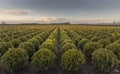 Thousands of buxus bulbs are grown at the tree nursery