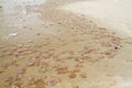Many Jellyfishes washed upon the beach