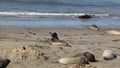 Elephant Seal Vista Point in San Simeon, California, a popular landmark along Coastal Highway 1.