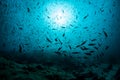 Thousands of Fish in Blue Water Royalty Free Stock Photo