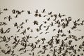 Thousands of geese (bean goose and white-fronted goose Royalty Free Stock Photo