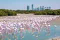 Thousands of Greater Flamingos Phoenicopterus roseus at Ras Al Khor Wildlife Sanctuary in Dubai