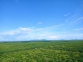 Thousands of Hectares of Palm Plants Royalty Free Stock Photo