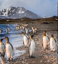 Thousands of king penguins on the island of Saint Andrews in south Georgia