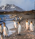 thousands of king penguins on the island of Saint Andrews in south Georgia