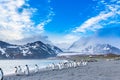 Thousands of King Penguins march for cover of the oncoming katabatic winds Royalty Free Stock Photo