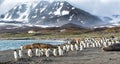 Thousands of King Penguins run from Kabaltic winds in St. Andrews Bay, South Georgia