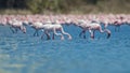 Thousands of lesser Pink migratory Flamingos standing in shallow water at wetlands of Navi Mumbai