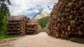 Thousands of logs stacked after the storm that destroyed the woods. Pile of wooden logs, big trunks of tall trees cut and stacked Royalty Free Stock Photo