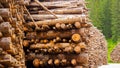 Thousands of logs stacked after the storm that destroyed the woods. Pile of wooden logs, big trunks of tall trees cut and stacked Royalty Free Stock Photo