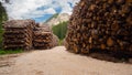 Thousands of logs stacked after the storm that destroyed the woods. Pile of wooden logs, big trunks of tall trees cut and stacked Royalty Free Stock Photo