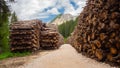 Thousands of logs stacked after the storm that destroyed the woods. Pile of wooden logs, big trunks of tall trees cut and stacked Royalty Free Stock Photo