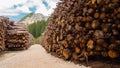 Thousands of logs stacked after the storm that destroyed the woods. Pile of wooden logs, big trunks of tall trees cut and stacked Royalty Free Stock Photo