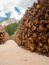 Thousands of logs stacked after the storm that destroyed the woods. Pile of wooden logs, big trunks of tall trees cut and stacked Royalty Free Stock Photo