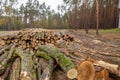 Thousands of logs stacked after the storm that destroyed the woods. Pile of wooden logs, big trunks of tall trees cut Royalty Free Stock Photo