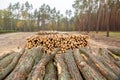 Thousands of logs stacked after the storm that destroyed the woods. Pile of wooden logs, big trunks of tall trees cut Royalty Free Stock Photo