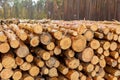 Thousands of logs stacked after the storm that destroyed the woods. Pile of wooden logs, big trunks of tall trees cut Royalty Free Stock Photo