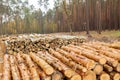 Thousands of logs stacked after the storm that destroyed the woods. Pile of wooden logs, big trunks of tall trees cut Royalty Free Stock Photo