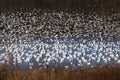 A blizzard of migrating white geese Royalty Free Stock Photo