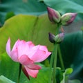 Thousands of petal lotus cncondom is a rare variety of lotus Royalty Free Stock Photo