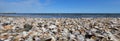 seashells shells on the beach by the sea Royalty Free Stock Photo