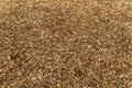 Thousands of seeds of merigold are redy to plant. Seeds texture