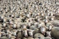 Thousands of sheep