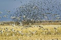 Thousands of snow geese, black birds and Sandhill cranes fly over cornfield at the Bosque del Apache National Wildlife Refuge Royalty Free Stock Photo
