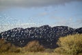 Thousands of snow geese fly over the Bosque del Apache National Wildlife Refuge, near San Antonio and Socorro, New Mexico Royalty Free Stock Photo